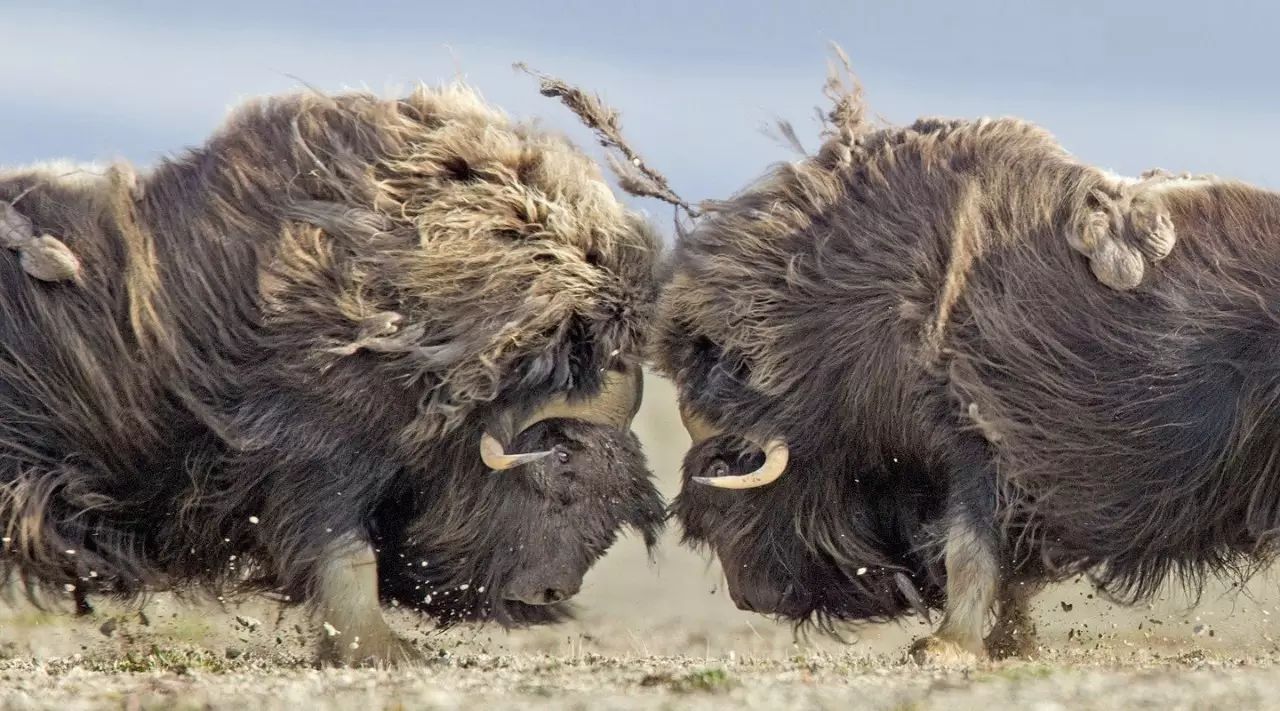 雷速体育-滇池暴熊队对阵泰山雪豹队，篮球锦标赛失利，内线统治篮板——团队防守值得称道的简单介绍